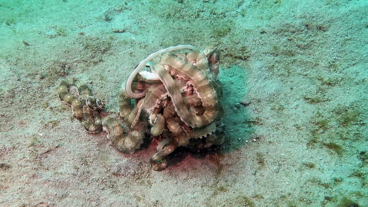 Two Tangoing Octopuses