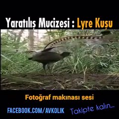 Duyduğu her sesi taklit eden kuş