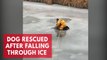Watch moment dog gets rescued after falling through ice