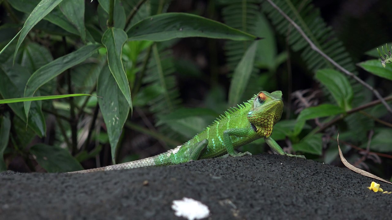 Green Garden Lizard