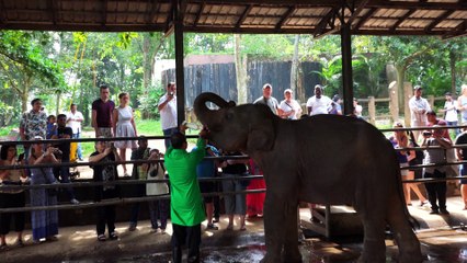 baby elephant drinking milk