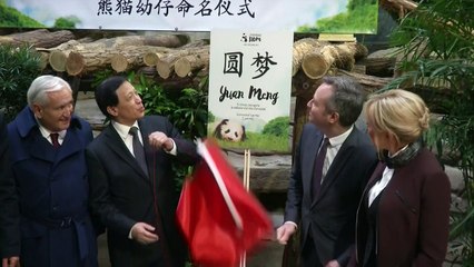 Brigitte Macron bautiza al primer bebé panda de Francia