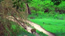 Asian lion attacks on forest guards video | Lion Attacks Whatsapp video Must Watch