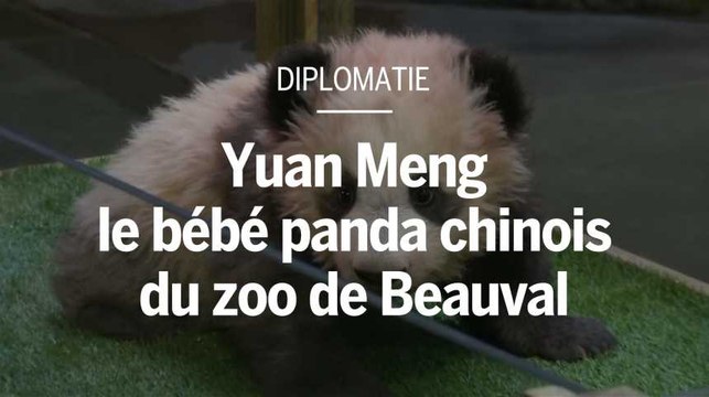 Diplomatie : Yuan Meng, le bébé panda chinois
