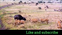 Lion attacks 2018 | Indian Lion Attacks in the forest Whatsapp Video Must Watch & Share
