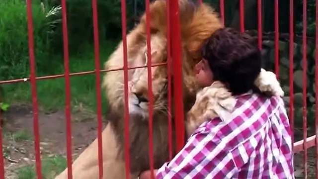 Lion Attacks | Angry lion attacks man Whatsapp videos, lions attack compilation 2017-18