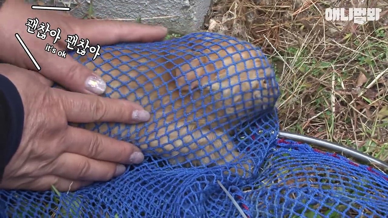 동숙엄마! 사료 든 봉지 물고 어디가요?