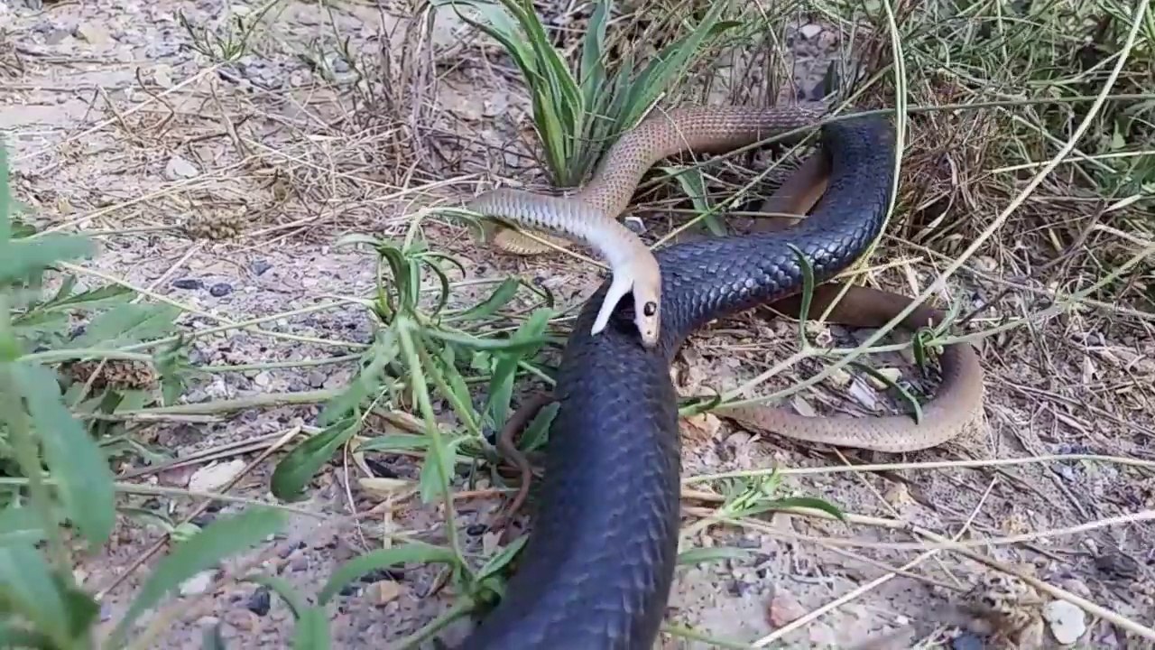 Ce petit serpent se defend férocement contre un gros serpent brun