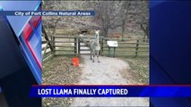 Llama Captured in Colorado After Months on the Run