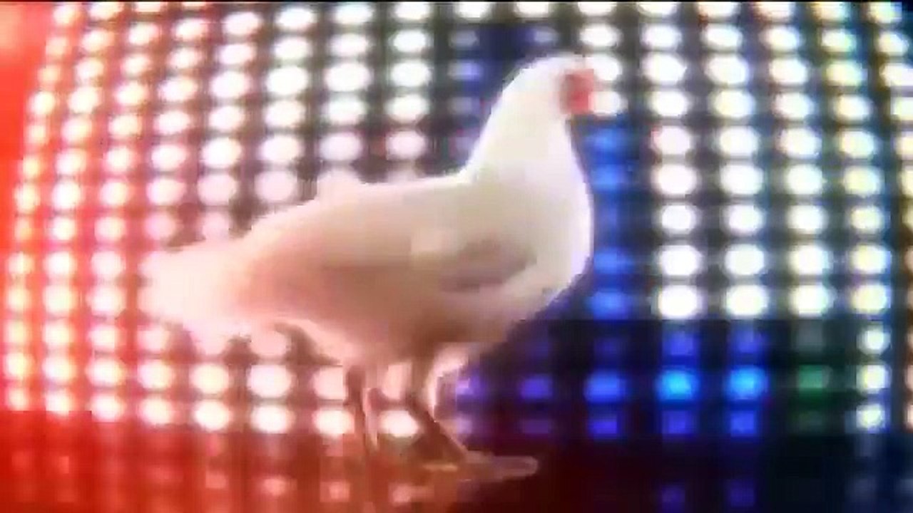 çok komik Tavuk şarkısı