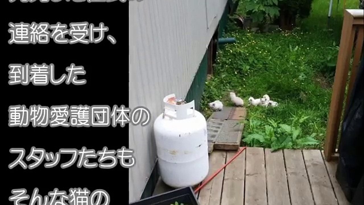 ある日、保護された猫の大家族。DNA検査の結果、驚くべき事実が発覚する！！【驚愕する話】