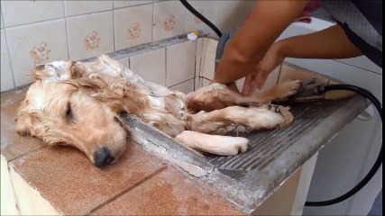 Lazy Dog Gets Bath