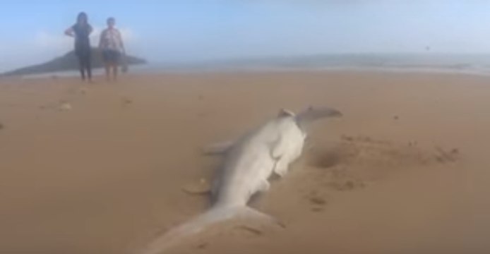 Dead Sharks Wash Up on Mackay Beach
