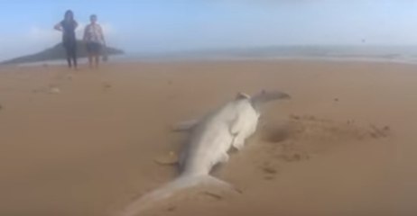 Dead Sharks Wash Up on Mackay Beach