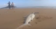 Dead Sharks Wash Up on Mackay Beach