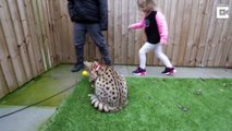 UK’s first wild African cat adopted by Manchester family fits in purr-fectly – but be careful, he bites!