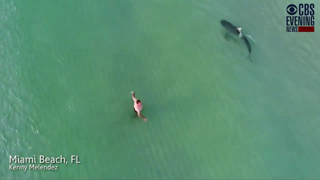 Il nage a coté d'un requin