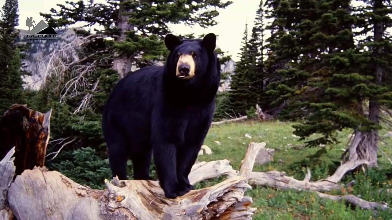 野生動物戰 黑熊和野狗生死戰 BEAR & DOG 鱷魚 蟒蛇