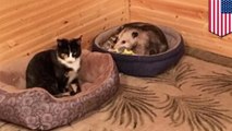 Grandmother hilariously mistakes an opossum for one of her cats