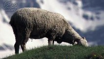 三井由美　ピレネー山脈の絶景とそこに住む羊　by三井由美