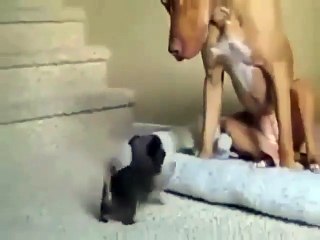 Phong kham da khoa Dai Dong - Funny Dogs