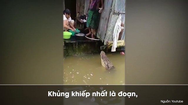Kinh hoàng cảnh cá sấu dài 4m bơi vào tận nhà dân ‘xin ăn’, khiến nhiều người lo lắng.