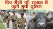 UP Police ने चलाया भैंसों का search operation, BJP MLA की भैंस हुई चोरी | वनइंडिया हिंदी