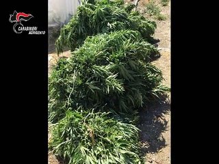 agrigento Operazione antidroga Home Made