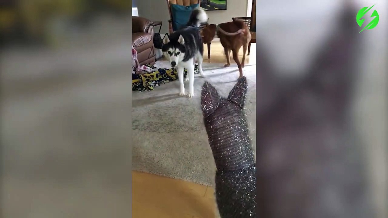 Ce husky déteste ce faux chien en peluche...