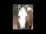 Playful Horse is Covered Head to Hoof in Mud