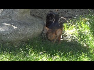 Découvrez le poudou, la race de mini cerf la plus adorable