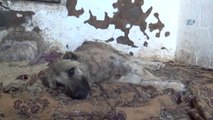 Silahla Vurulmuş Köpeğe Gözü Gibi Bakıyor