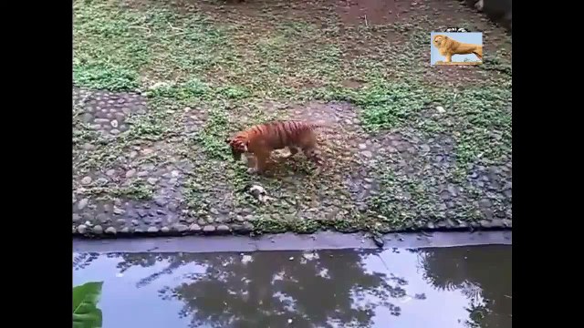 미친 동물 싸움은 카메라에 적발 가장 놀라운 야생 동물의 공격 고양이와 뱀의 싸움 # 16