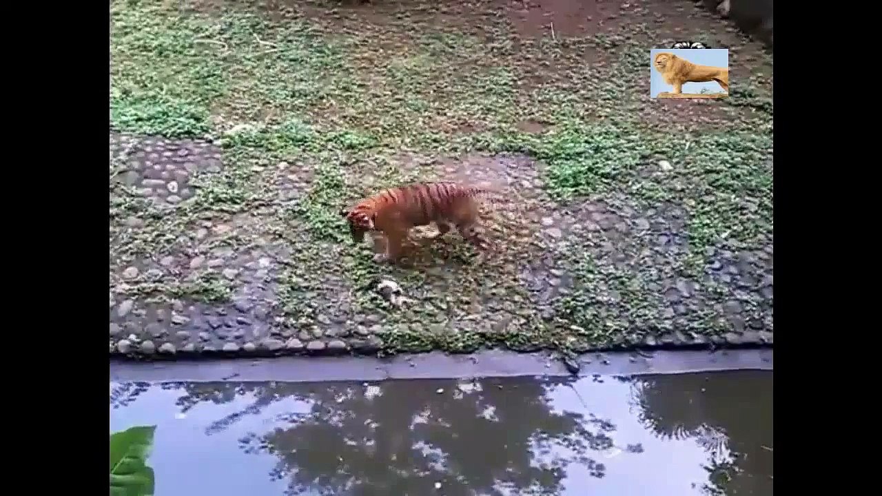 미친 동물 싸움은 카메라에 적발 가장 놀라운 야생 동물의 공격 고양이와 뱀의 싸움 # 16