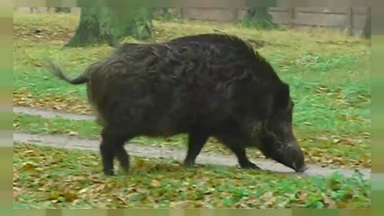 Deutschland: Schlaraffenland für Wildschweine