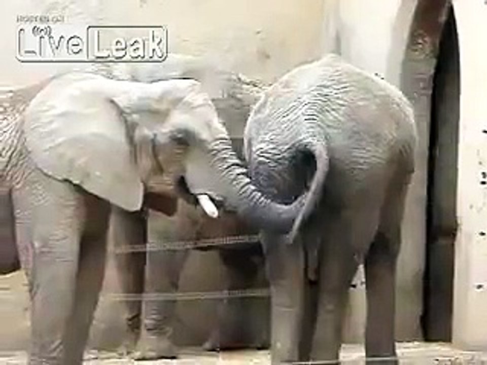 Cet éléphant met sa trompe... dans le derrière d'un autre et mange ce qu'il y trouve !!