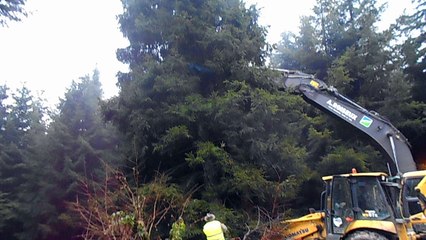 Un sapin de La Roche au Palais Royal