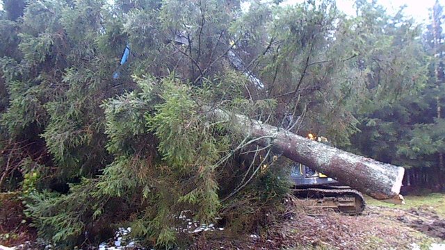 Un sapin de La Roche au Palais Royal 2