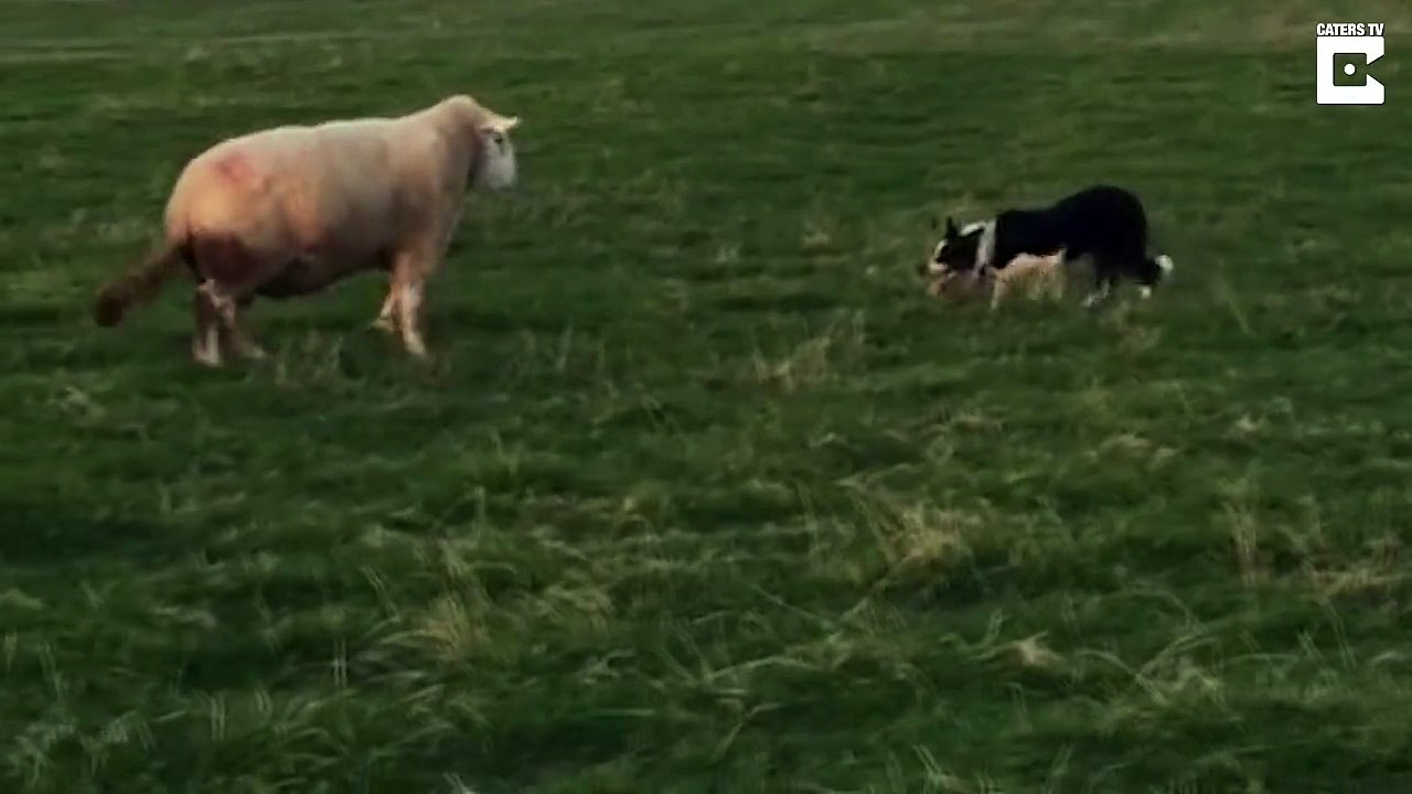 Ram-bo’s revenge: Grumpy sheep charges and head-butts fearless collie trying to herd him