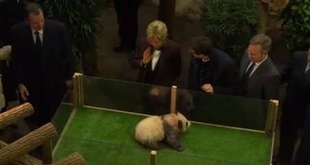 Sevimli Yavru Panda, First Lady'ye Saldırdı