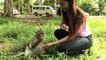 Babe Monkey Playing with girl - Funny monkey Angkor with tourist girl near Angkor wat