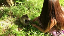 Angkor Monkey Group Meeting Tourist Girl - Funny monkey With Girl Near angkor wat