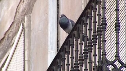 Las palomas son capaces de discernir espacio y tiempo