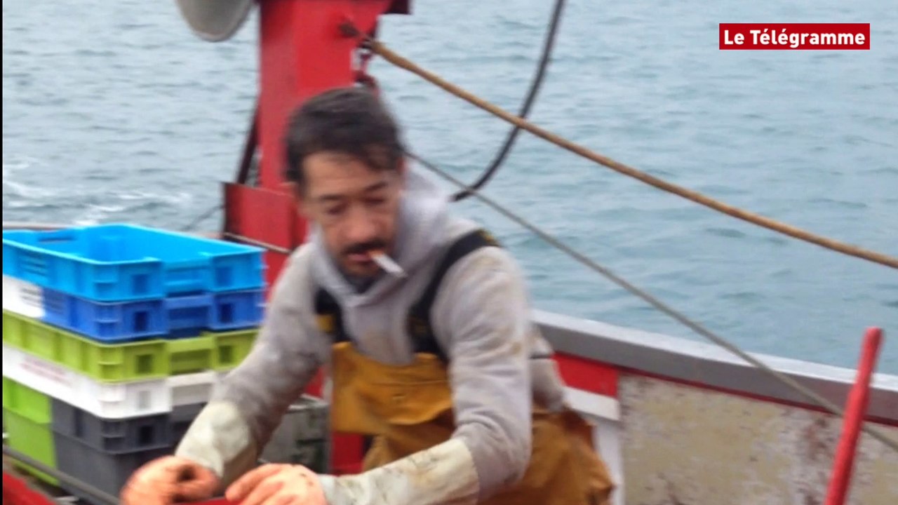 Ouverture de la pêche aux Saint-Jacques dans le gisement des Glénan