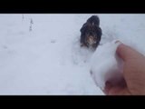 Cute Puppy Tries to Catch Snowballs