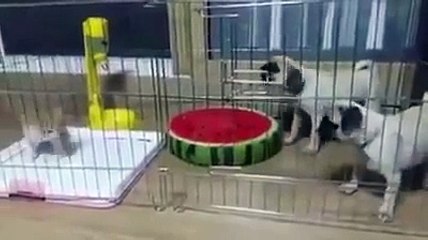 2 Pets vs 1 Litle Cat, FUNNY VIDEO 2016  - HD