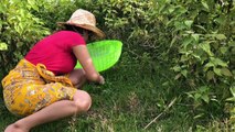Amazing Quick Bird Trap - Best Bird Trap - How To Make Easy Bird Trap In Jungle