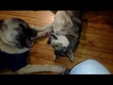 Playful Dogs Make Strange Noises