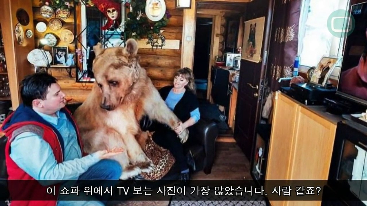버려진 아기곰을 주운 부부, 23년 후 놀라운 결과가 국민 곰 탄생