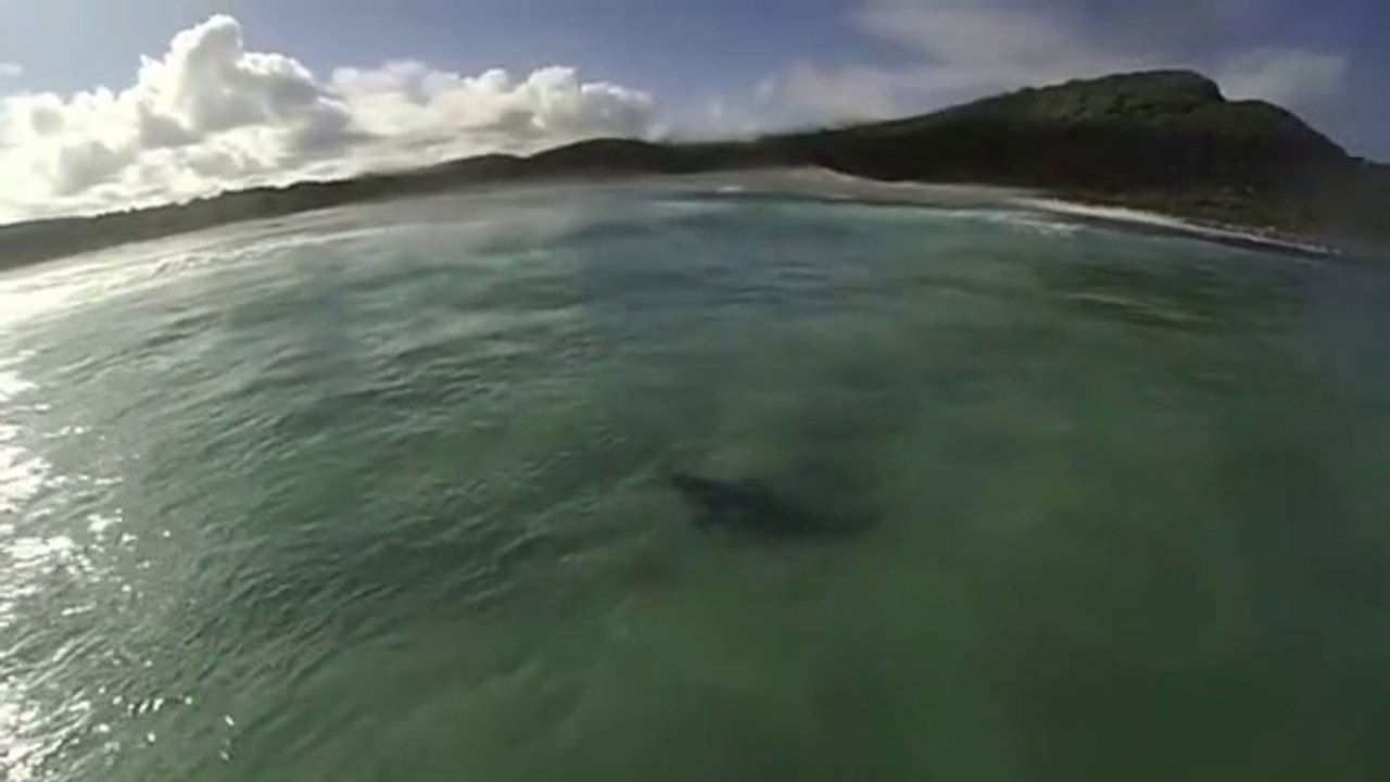 Ce surfeur va avoir la peur de sa vie en croisant un requin